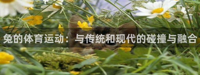 bbin视讯：兔的体育运动：与传统和现代的碰撞与融合